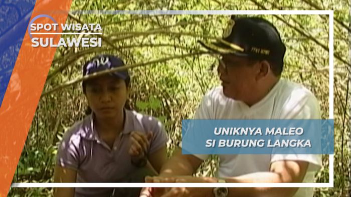 Uniknya Maleo Si Burung Langka, Sulawesi
