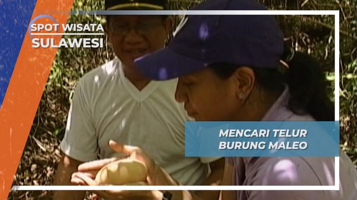 Mencari Telur Burung Maleo,Sulawesi