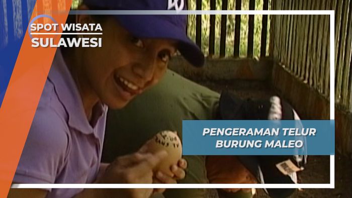 Pengeraman Telur Burung Maleo, Sulawesi