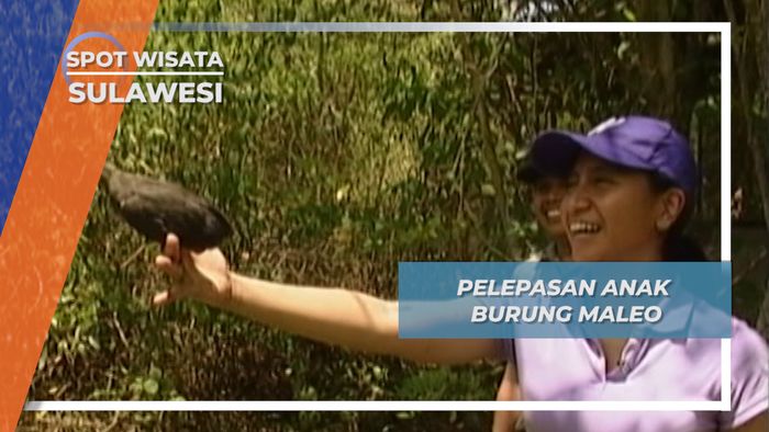 Pelepasan Anak Burung Maleo, Sulawesi