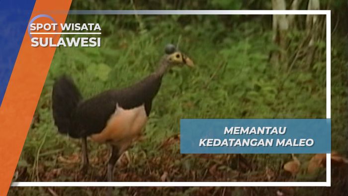 Memantau Kedatangan Maleo, Sulawesi