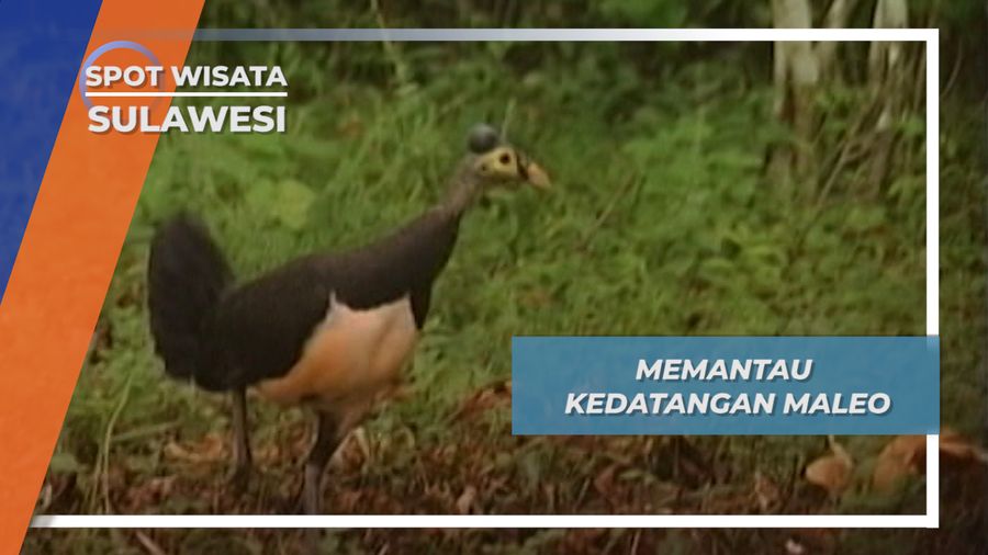 Memantau Kedatangan Maleo, Sulawesi