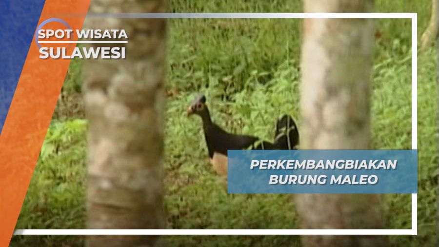 Kembang Biak Burung Maleo, Sulawesi