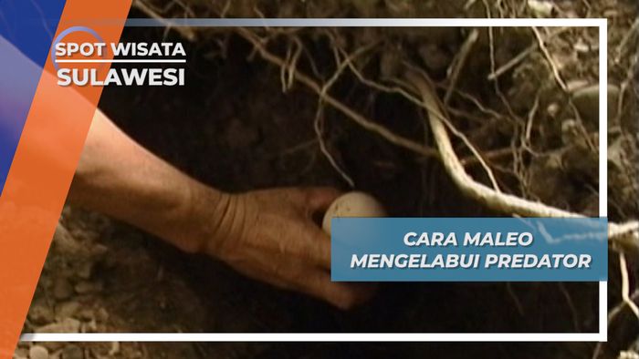 Cara Maleo Mengelabui Predator, Sulawesi