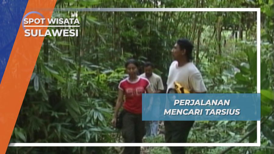 Perjalanan Mencari Tarsius. Sulawesi