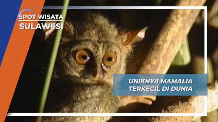 Uniknya Mamalia Terkecil di Dunia, Sulawesi
