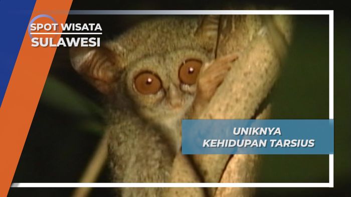 Kehidupan Malam, Tarsius Tangkoko Bitung Sulawesi Utara