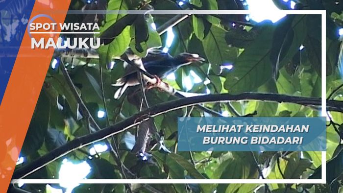 Melihat Keindahan Burung Bidadari, Maluku