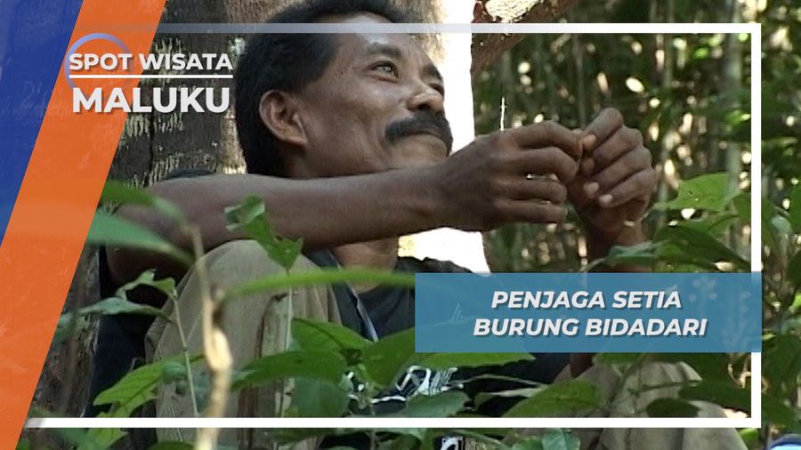 Penjaga Setia Burung Bidadari, Maluku