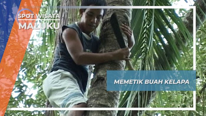 Memetik Buah Kelapa, Maluku