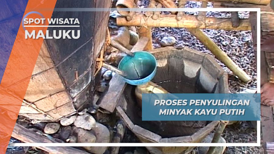 Penyulingan Minyak kayu Putih Desa Wamlana Pulau Buru Maluku