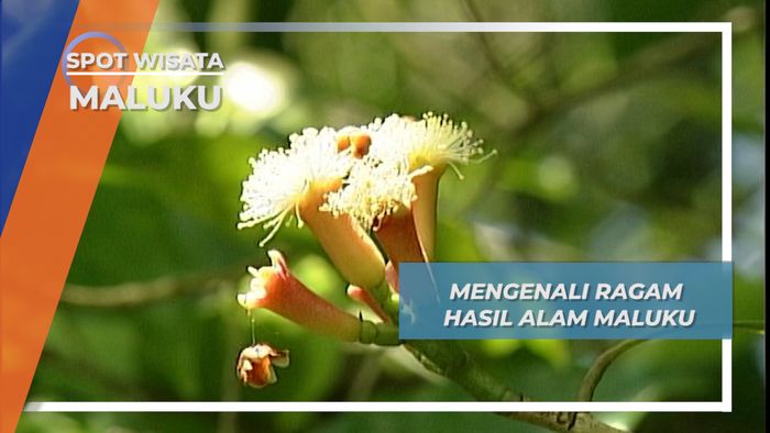 Cengkeh, Emas Alami Bumi Ternate