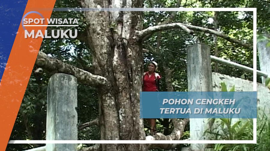 Pohon Cengkeh Tertua di Gunung Gamalama Maluku