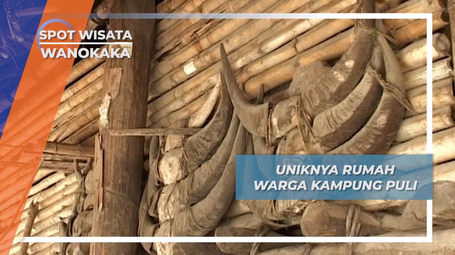 Dari Tanduk Kerbau Hingga Rahang Babi, Ornamen Unik Rumah Warga Kampung Puli, Wanokaka, Sumba