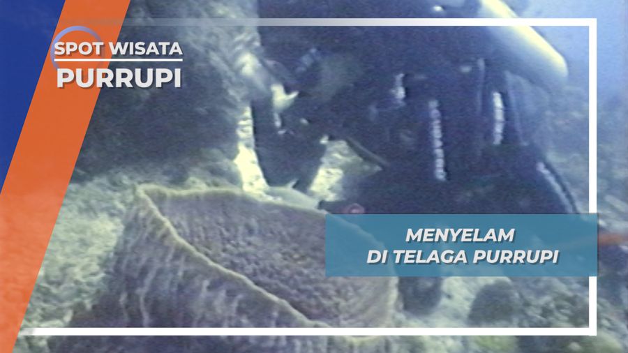 Menikmati Indahnya Pemandangan Biota Laut di Perairan Purrupi, Papua Barat