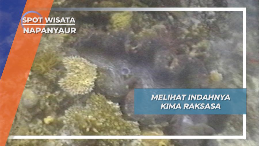 Melihat Indahnya Kima atau Kerang Raksasa, Napanyaur, Papua Barat