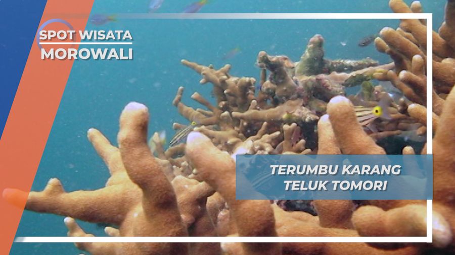 Cerita Indah Terumbu Karang Teluk Tomori Morowali Sulawesi Tengah