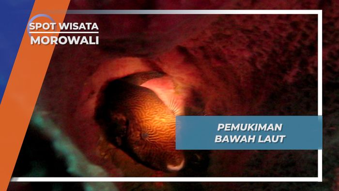 Bertemu Biota Cantik Penghuni Bawah Laut Teluk Tomori Morowali Sulawesi Tengah