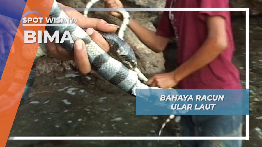 Bahaya Racun Ular Laut, Bima