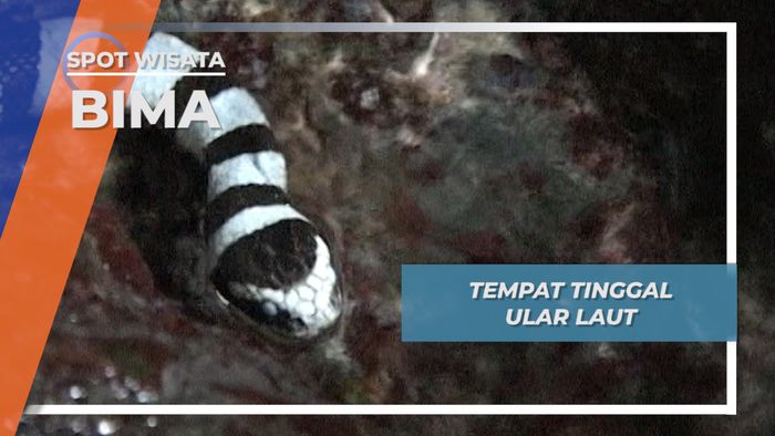 Habitat Ular Laut, Bima