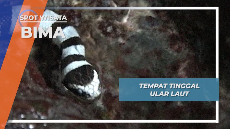 Habitat Ular Laut, Bima