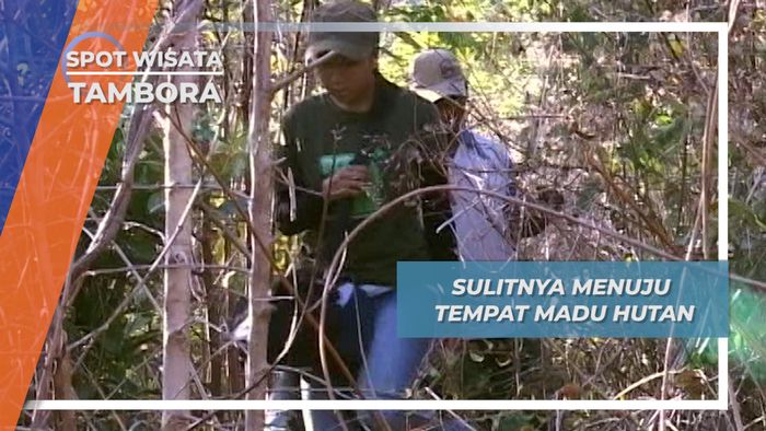 Adu Cepat, Tradisi Berburu Madu Hutan di Tambora, Nusa Tenggara Barat