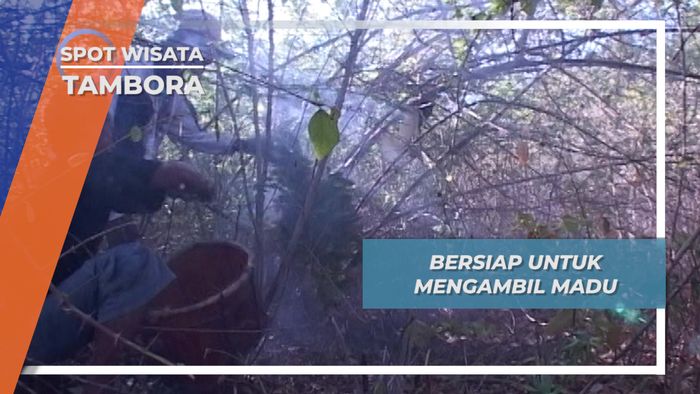 Beruntung dapat Menemukan Sarang Lebah, Tambora, Nusa Tenggara Barat