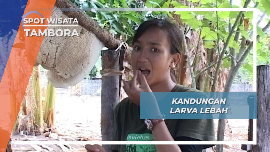 Mencicipi Larva Lebah yang Kaya Akan Protein, Tambora, Nusa Tenggara Barat