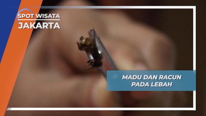 Madu dan Racun, Kandungan Pada Lebah yang Bermanfaat Bagi Manusia, Jakarta 