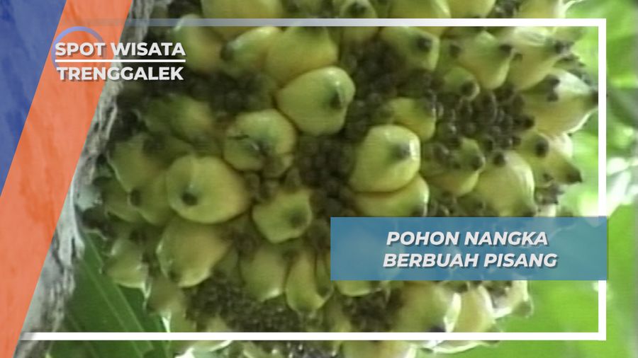 Pohon Nangka Berbuah Pisang, Trenggalek
