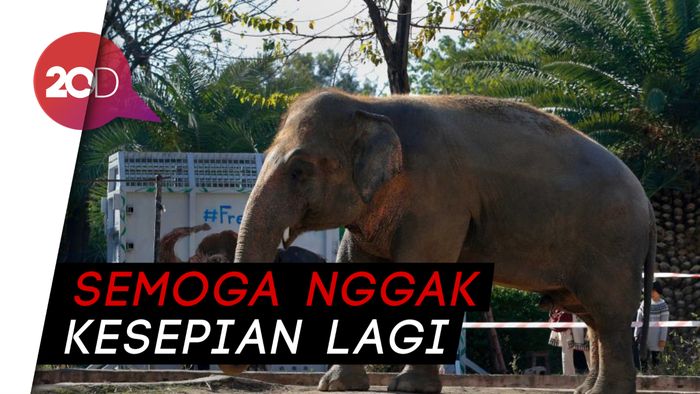 Gajah Paling Kesepian di Dunia Dipindahkan ke Kamboja