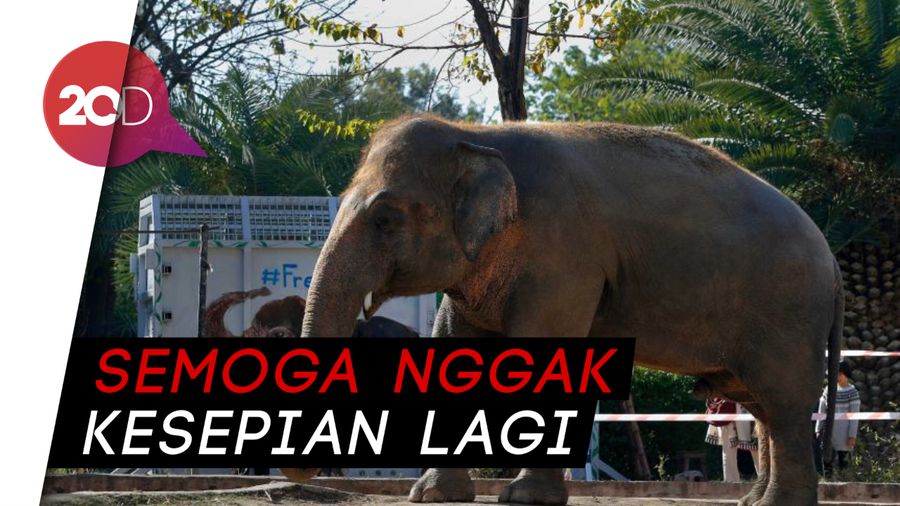Gajah Paling Kesepian di Dunia Dipindahkan ke Kamboja