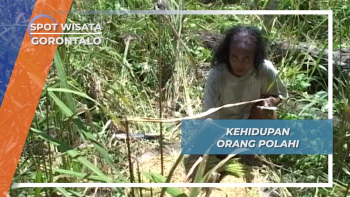 Menggantungkan Hidup dari Hasil Hutan, Cara Suku Polahi Bertahan, Gorontalo