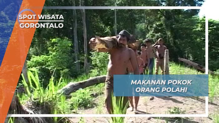 Sagu Sebagai Makanan Utama Suku Polahi, Gorontalo