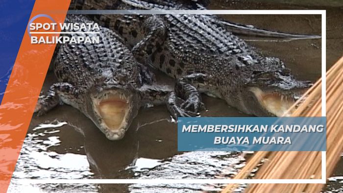 Uji Adrenalin Membersihkan Kandang Buaya Muara di Desa Tritip, Balikpapan