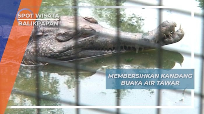 Memacu Adrenalin Membersihkan Kandang  Buaya Air Tawar di Desa Tritip, Balikpapan