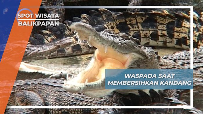 Ekstra Waspada saat Membersihkan Kandang Buaya di Desa Tritip, Balikpapan