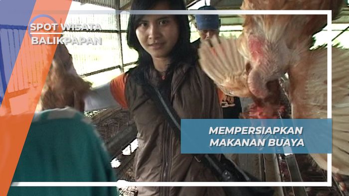 2 Ton Ayam Per 3 Hari Untuk Pakan Buaya di Penangkaran Desa Tritip, Balikpapan
