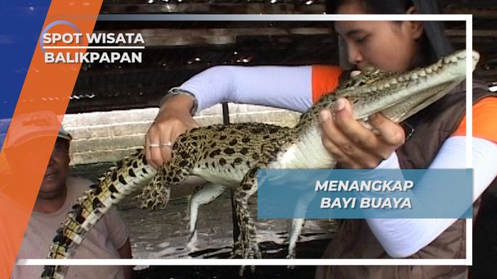 Harus Berhati-hati saat Menangkap Bayi Buaya di Desa Tritip, Balikpapan