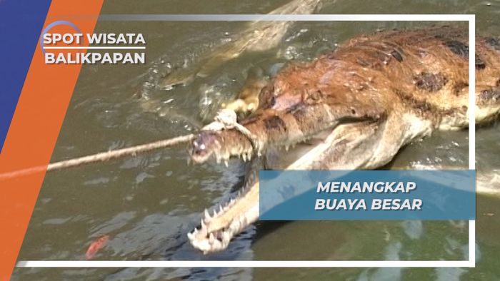 Butuh 5 Orang Untuk Menangkap Buaya Dewasa di Desa Tritip , Balikpapan