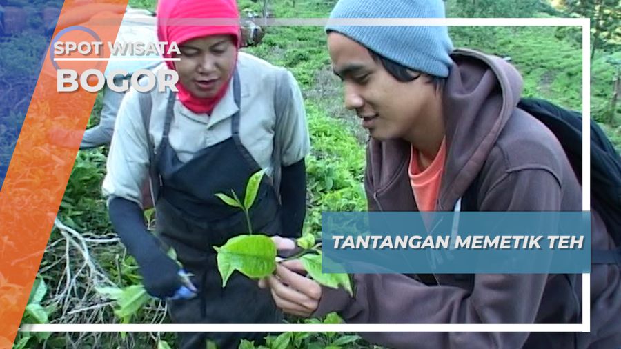 Tantangan Memetik Teh, Bogor