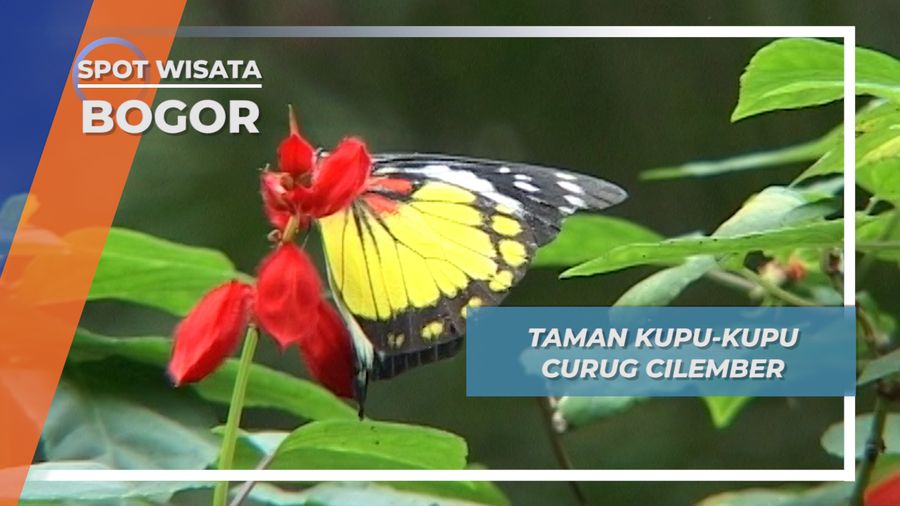 Taman Kupu-kupu Curug Cilember, Bogor
