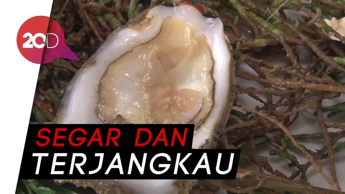 Rahasia Keistimewaan Cita Rasa Tiram di Oualidia Maroko