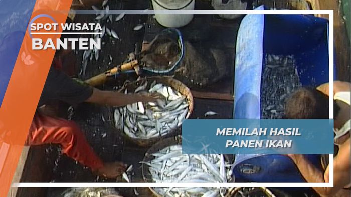 Memilah Hasil Panen Ikan di Atas Perahu, Banten