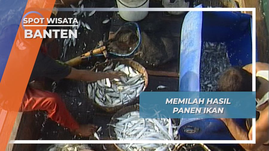 Memilah Hasil Panen Ikan di Atas Perahu, Banten