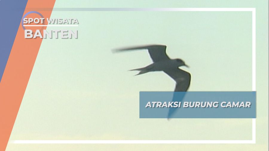 Atraksi Burung Camar yang Bermigrasi, Banten