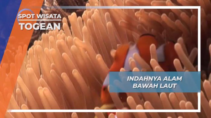 Pesona Alam Bawah Laut Kepulauan Togean, Sulawesi Tengah