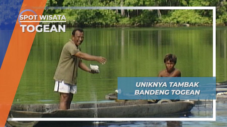 Bandeng Besar asal Togean Sulawesi Tengah