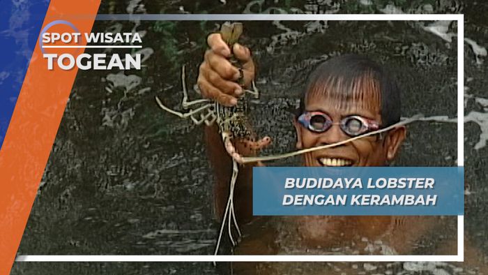 Budidaya Lobster Kerambah Togean Sulawesi Tengah