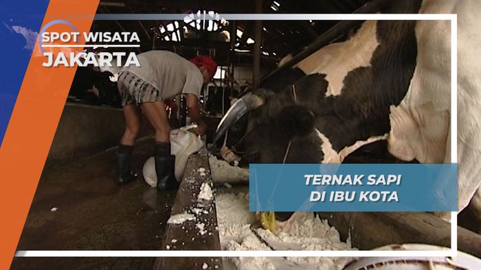 Ternak Sapi Haji Oleh di Tengah-Tengah Ibukota Jakarta